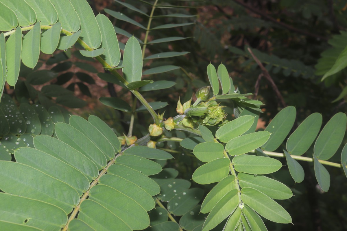 Senna didymobotrya (Fresen.) H.S.Irwin & Barneby